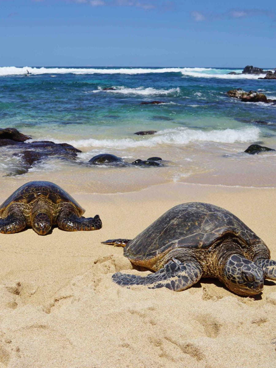 Ho'okipa Beach, Maui Ho'okipa Beach, Maui