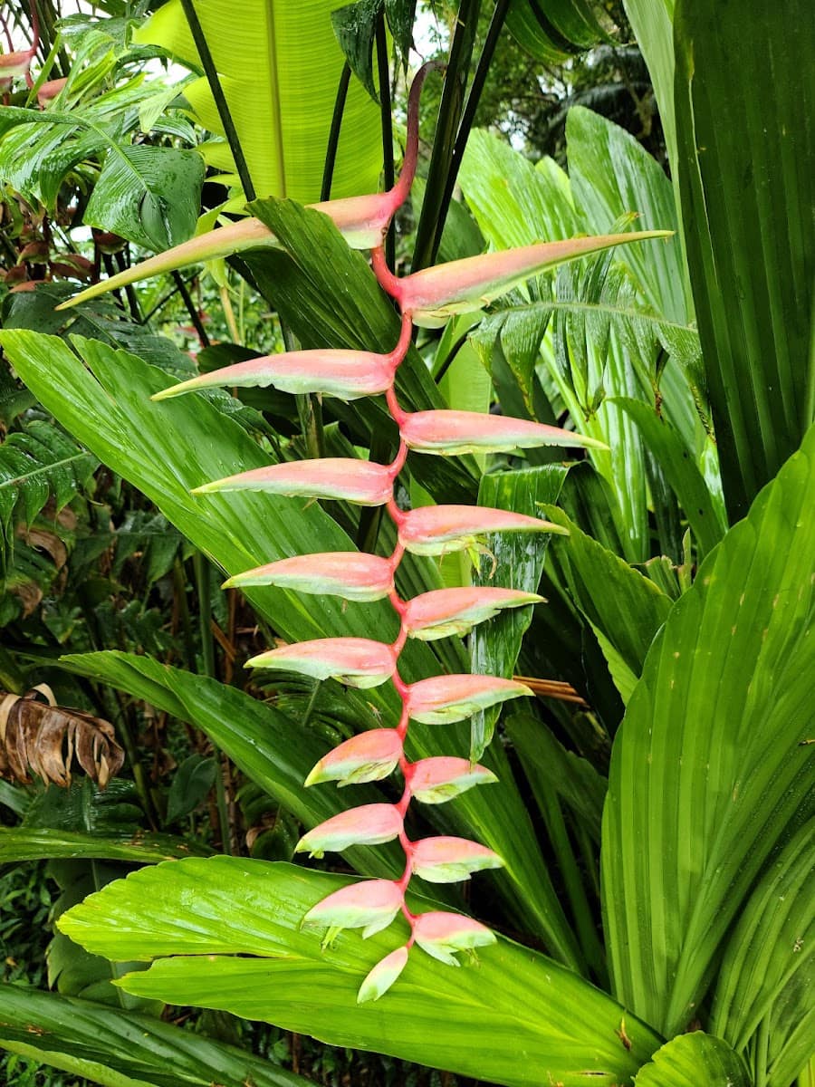 Ho'omaluhia Botanical Garden, Oahu Ho'omaluhia Botanical Garden, Oahu