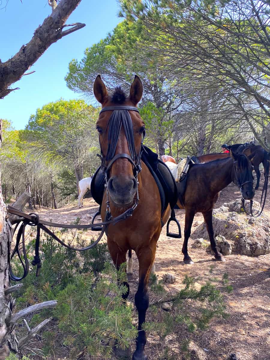 Horseback Riding Tours Tarifa Horseback Riding Tours Tarifa