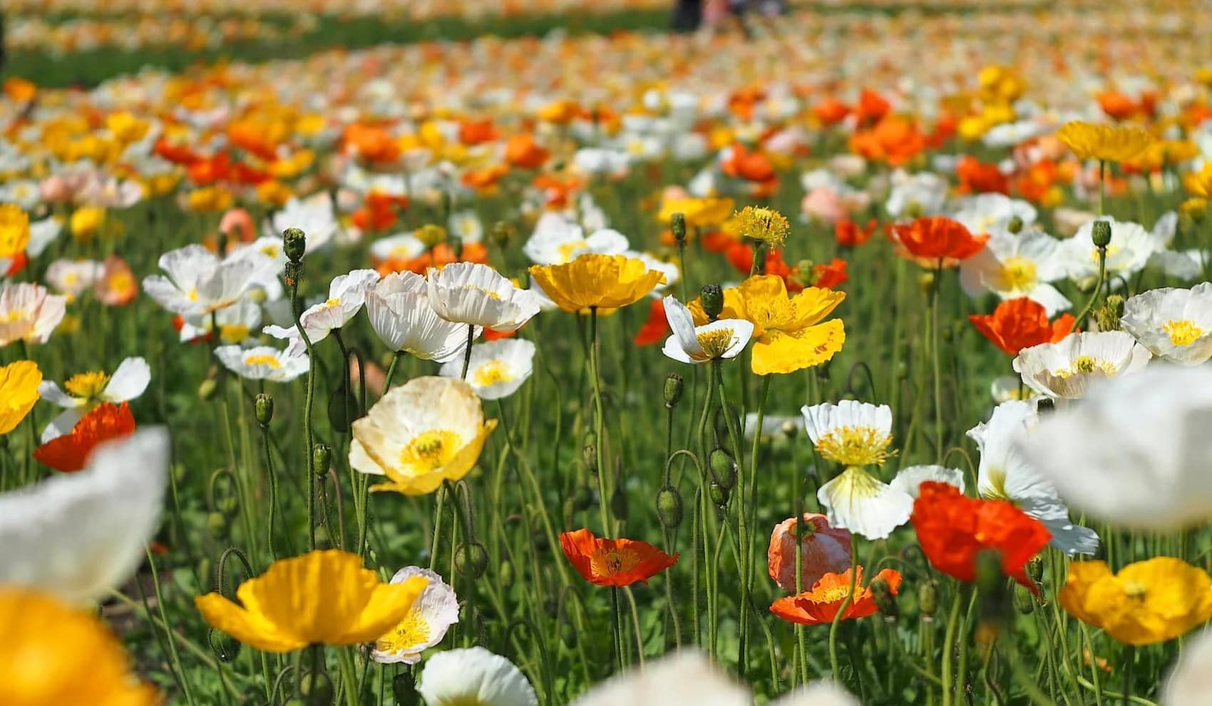 Icelandic poppies bloom Keflavik Icelandic poppies bloom Keflavik