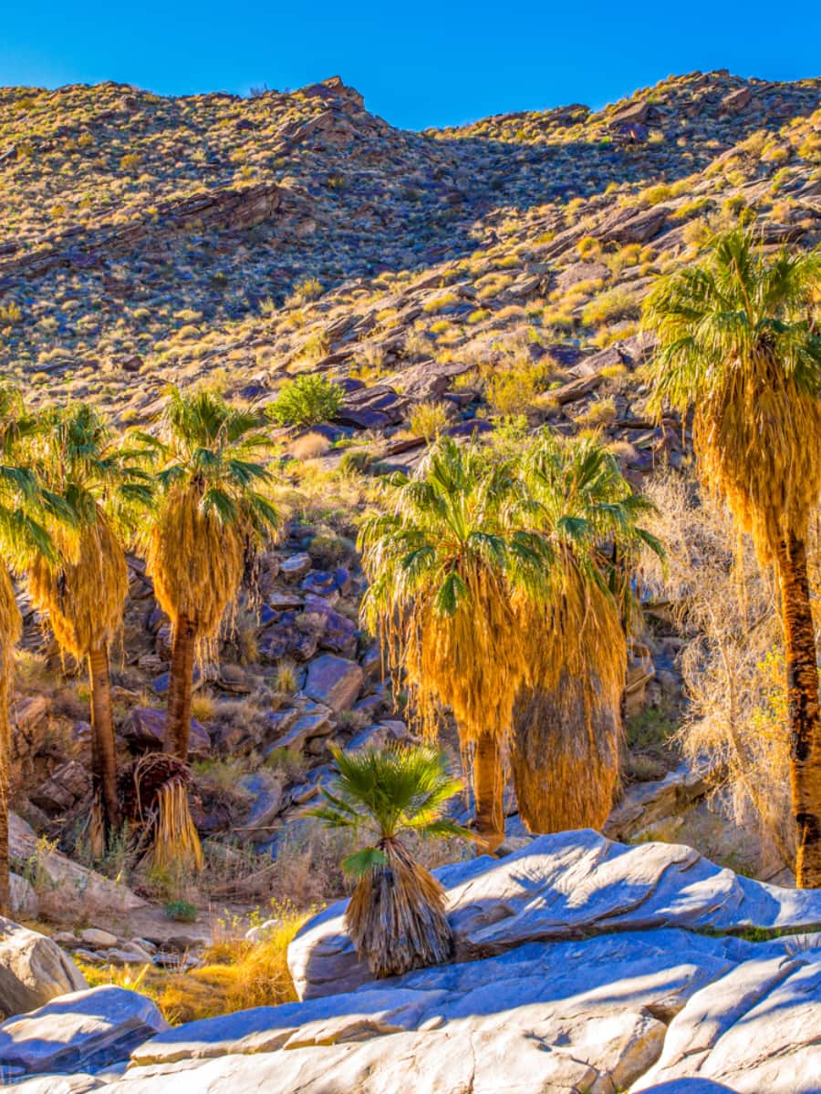 Indian Canyons, Palm Springs Indian Canyons, Palm Springs