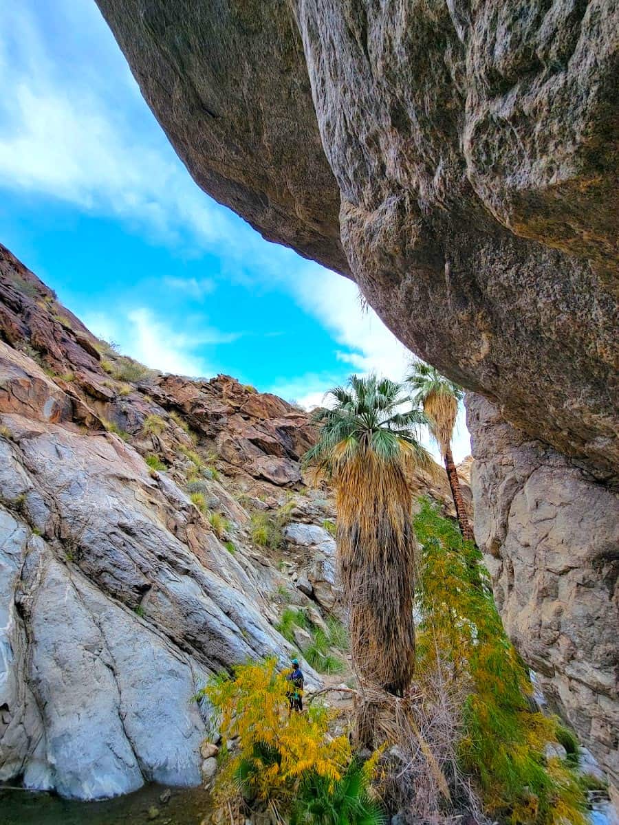 Indian Canyons, Palm Springs Indian Canyons, Palm Springs