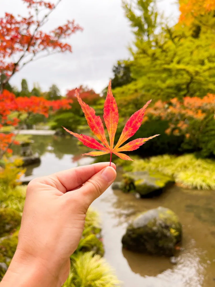 Japanese Garden, Portland Japanese Garden, Portland