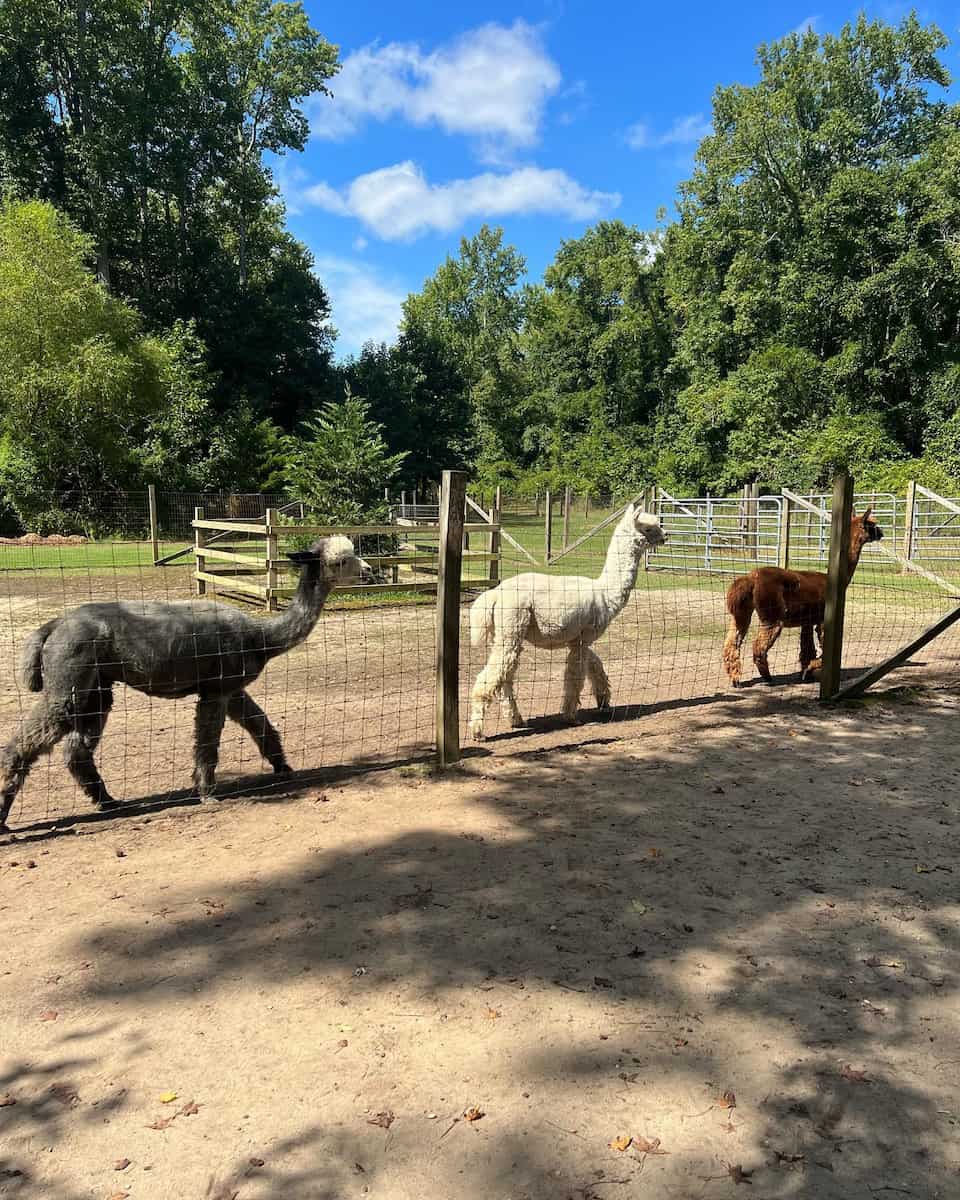 Jersey Shore Alpacas Jersey Shore Alpacas