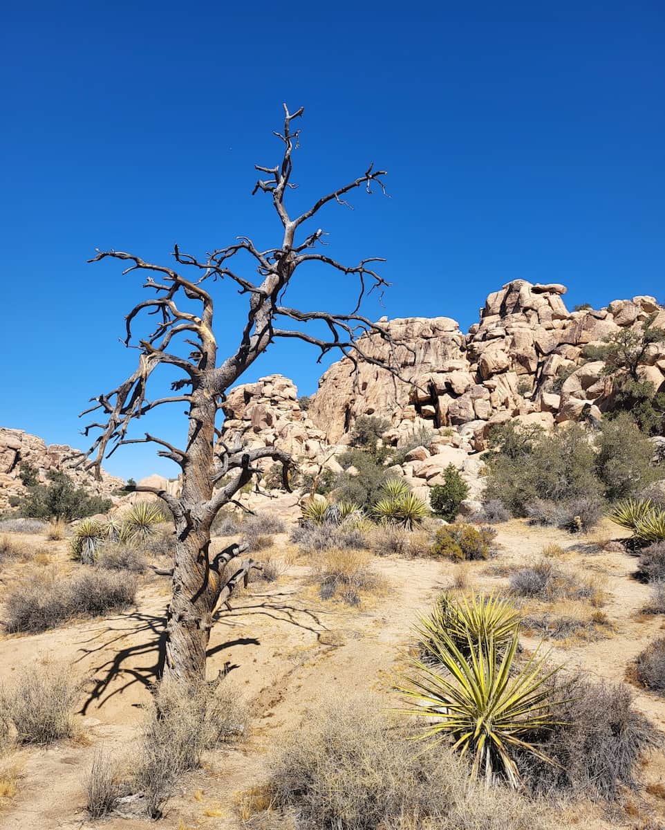Joshua Tree National Park, CA Joshua Tree National Park, CA