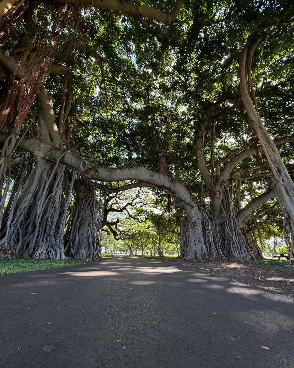 Kapiolani Park, Honolulu Kapiolani Park, Honolulu