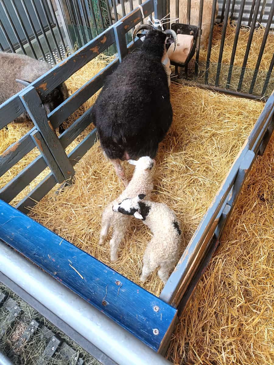 Keflavik Family Park and Zoo Keflavik Family Park and Zoo