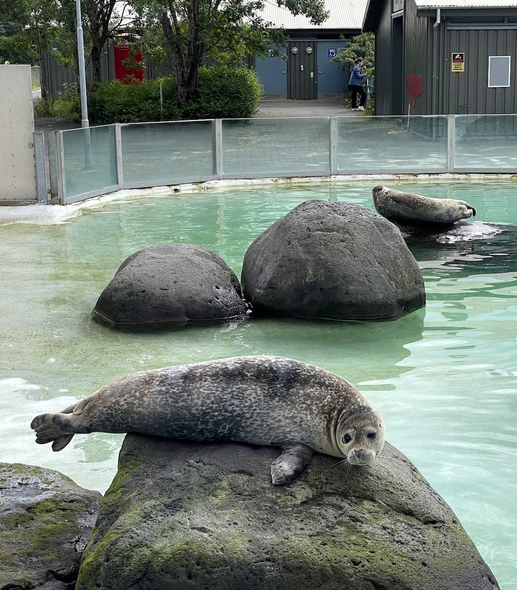 Keflavik Family Park and Zoo Keflavik Family Park and Zoo