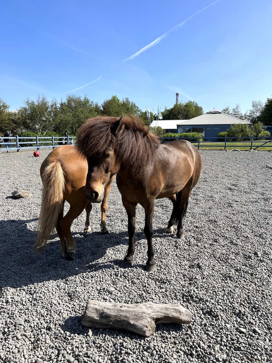 Keflavik Family Park and Zoo Keflavik Family Park and Zoo