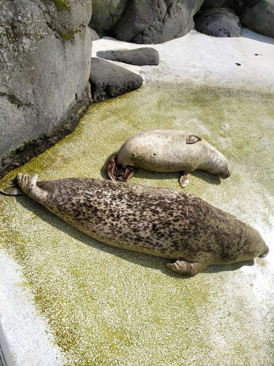 Keflavik Family Park and Zoo Keflavik Family Park and Zoo