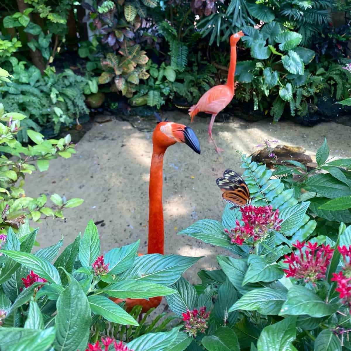 Key West Butterfly and Nature Conservatory Key West Butterfly and Nature Conservatory