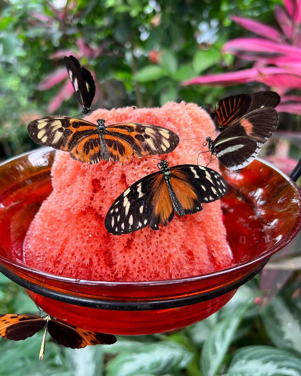 Key West Butterfly and Nature Conservatory Key West Butterfly and Nature Conservatory