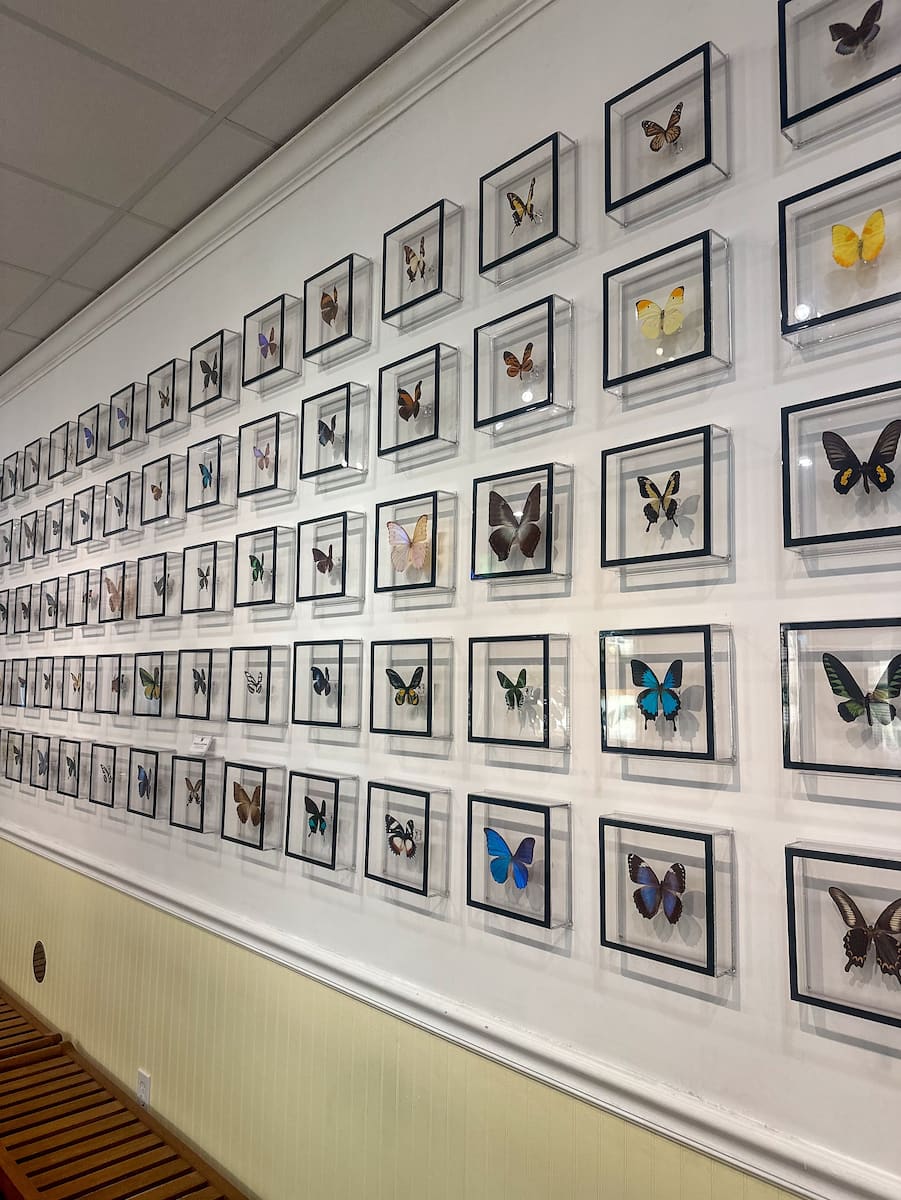 Key West Butterfly and Nature Conservatory Key West Butterfly and Nature Conservatory