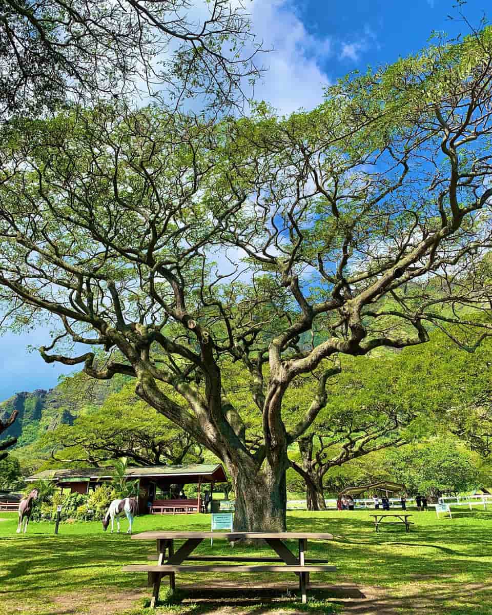 Kualoa Ranch, Hawaii Kualoa Ranch, Hawaii