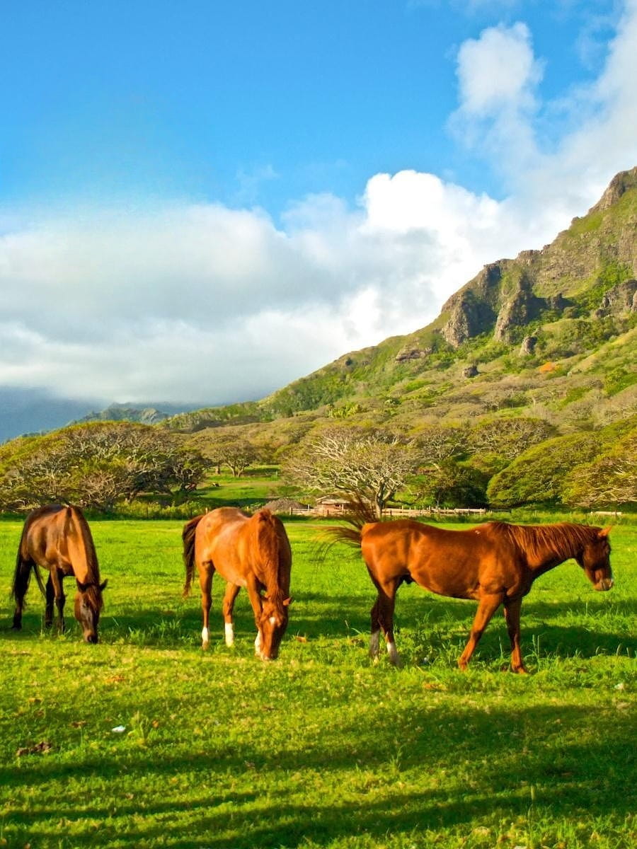 Kualoa Ranch, Oahu, Hawaii Kualoa Ranch, Oahu, Hawaii