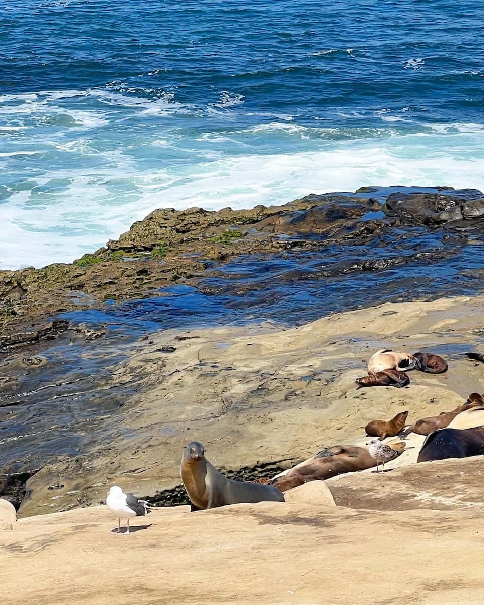 La Jolla Shores Park, San Diego La Jolla Shores Park, San Diego