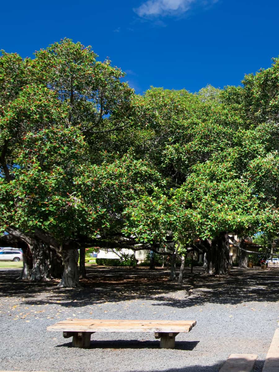 Lahaina Banyan Tree Park, Maui Lahaina Banyan Tree Park, Maui
