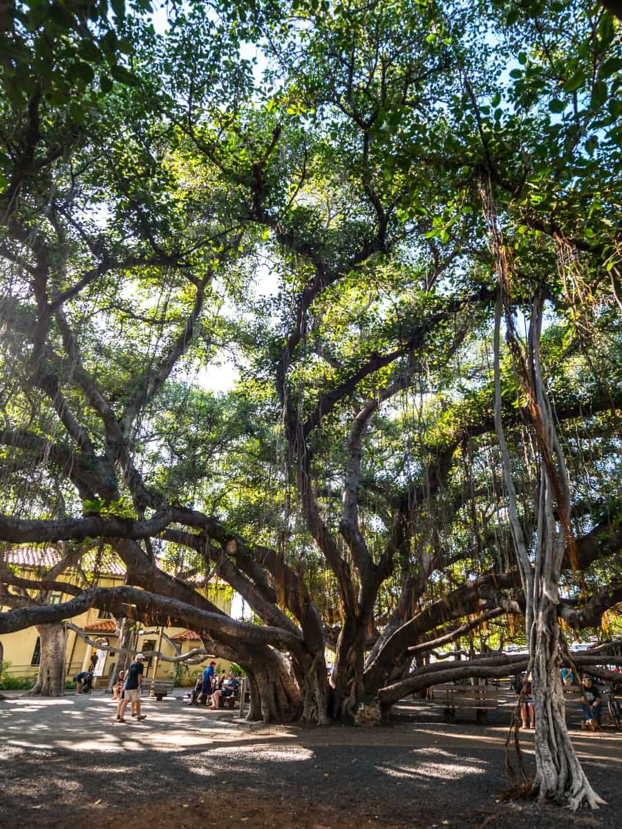 Lahaina Banyan Tree Park, Maui Lahaina Banyan Tree Park, Maui