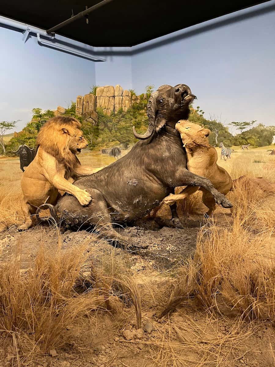 Las Vegas Natural History Museum, Las Vegas Las Vegas Natural History Museum, Las Vegas