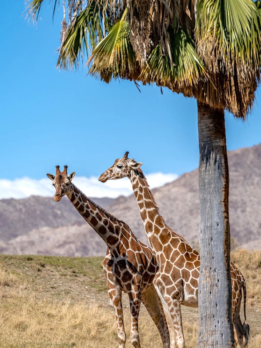 Living Desert Zoo and Gardens, Palm Springs Living Desert Zoo and Gardens, Palm Springs