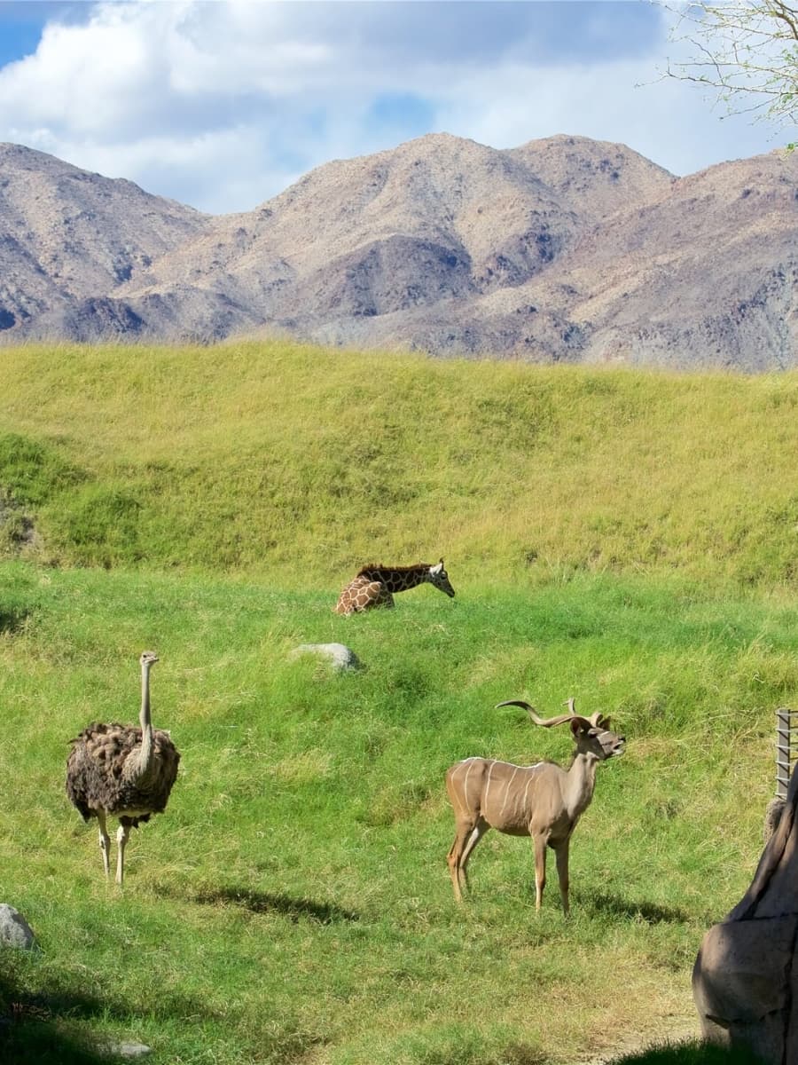 Living Desert Zoo and Gardens, Palm Springs Living Desert Zoo and Gardens, Palm Springs