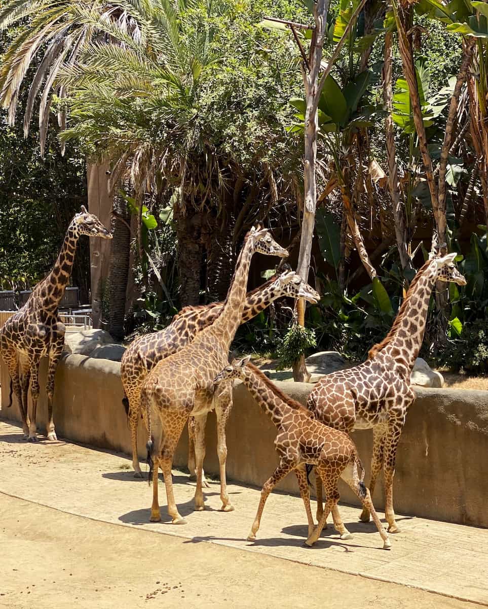Los Angeles Zoo Los Angeles Zoo