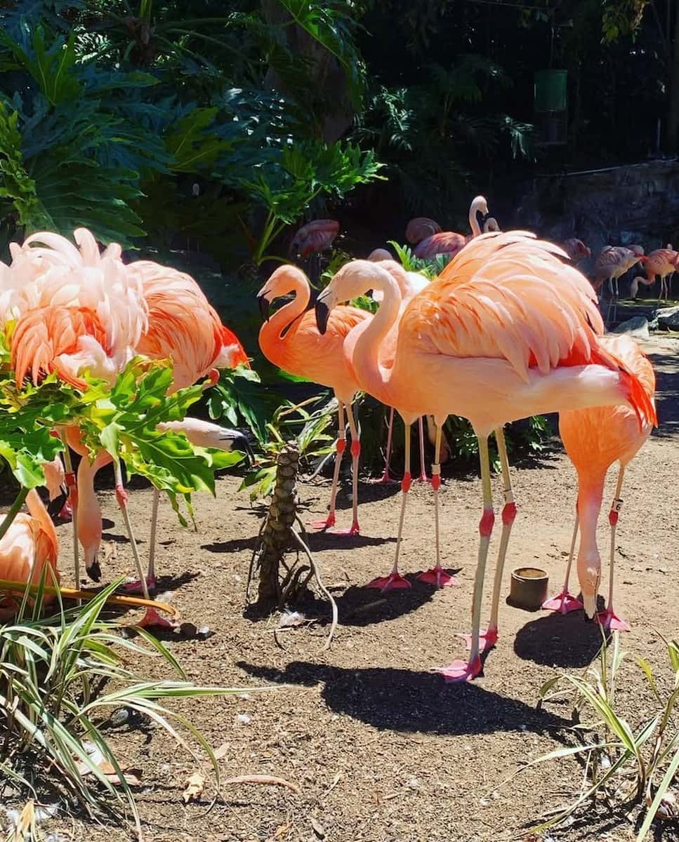 Los Angeles Zoo and Botanical Gardens Los Angeles Zoo and Botanical Gardens