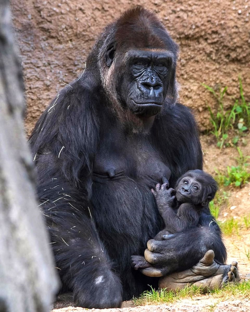 Los Angeles Zoo and Botanical Gardens Los Angeles Zoo and Botanical Gardens