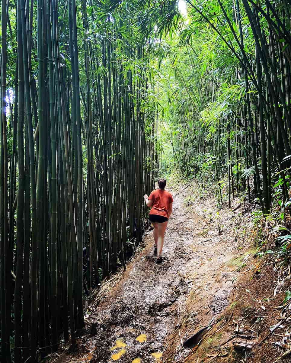 Manoa Falls Hike, Honolulu Manoa Falls Hike, Honolulu