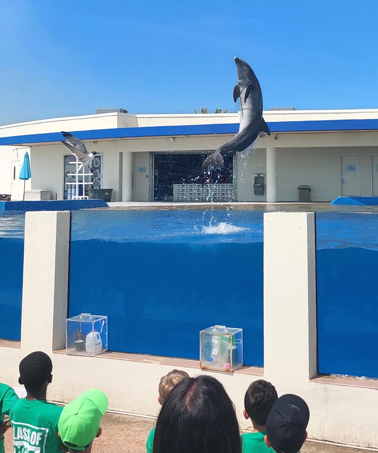 Marineland Dolphin Adventure, FL Marineland Dolphin Adventure, FL