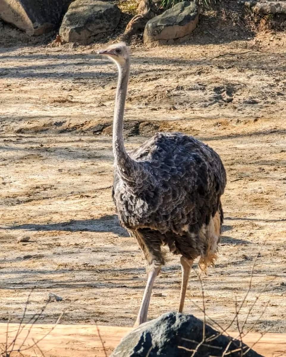 Maryland Zoo, Baltimore Maryland Zoo, Baltimore