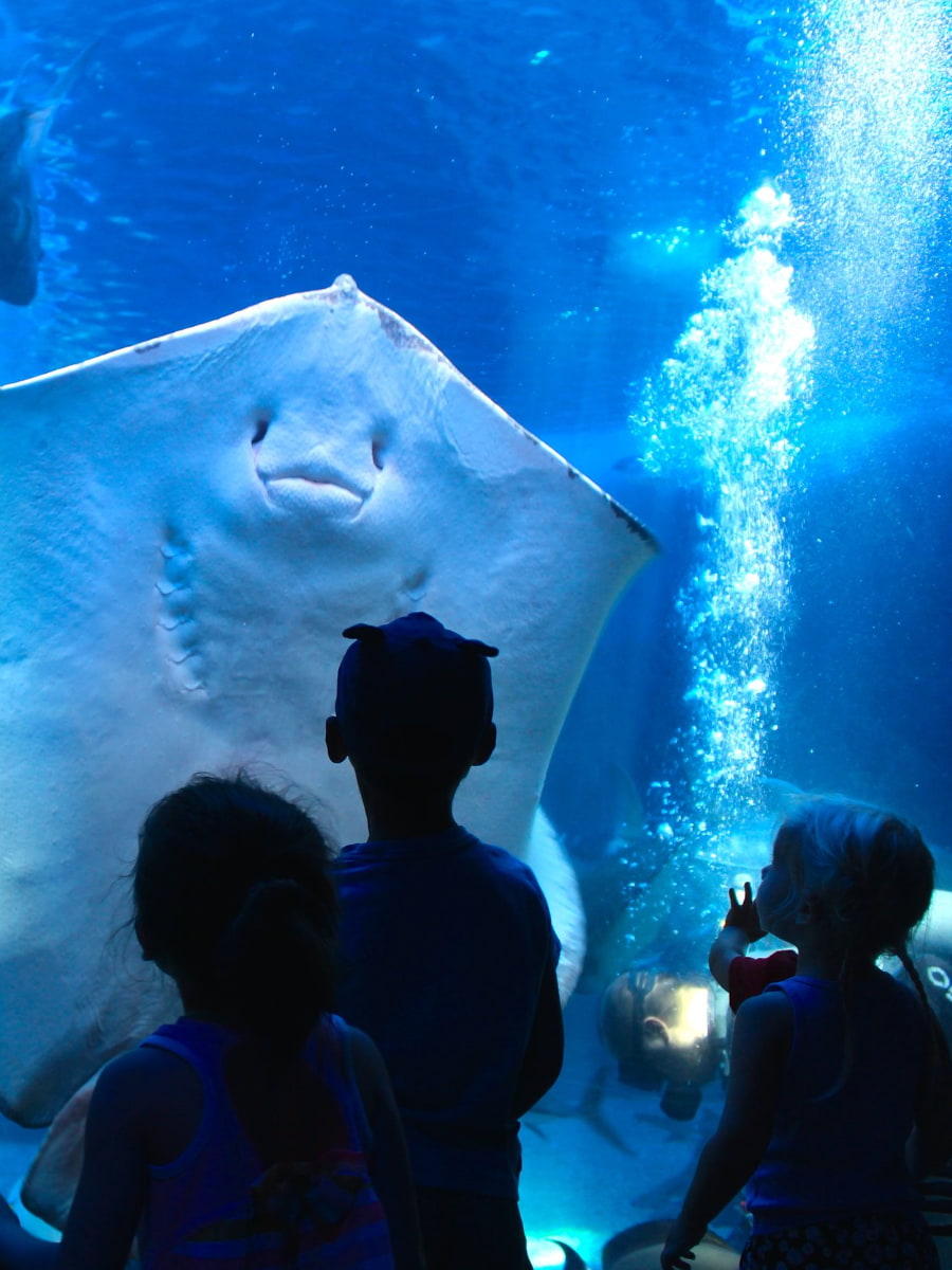 Inside of Maui Ocean Center Aquarium, Maui Inside of Maui Ocean Center Aquarium, Maui