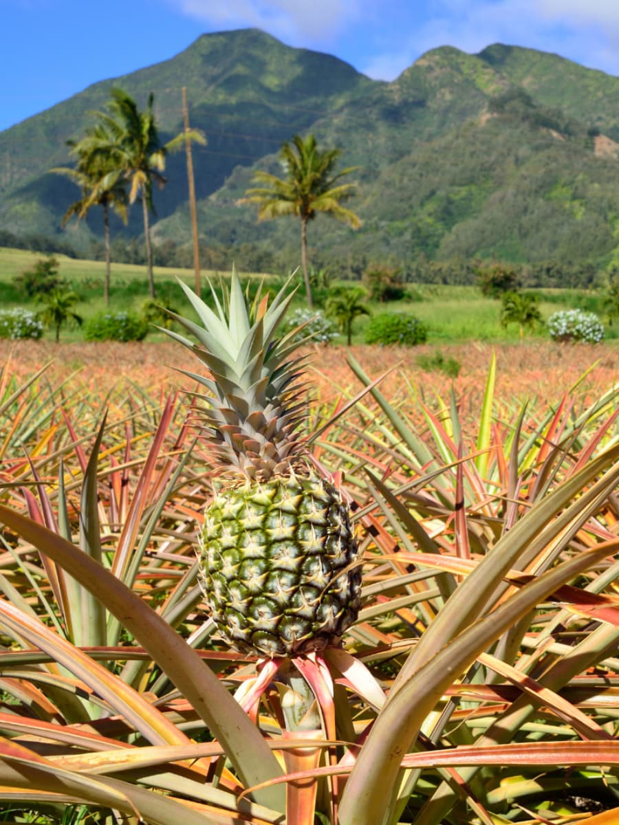 Maui Pineapple Tour, Hawaii Maui Pineapple Tour, Hawaii