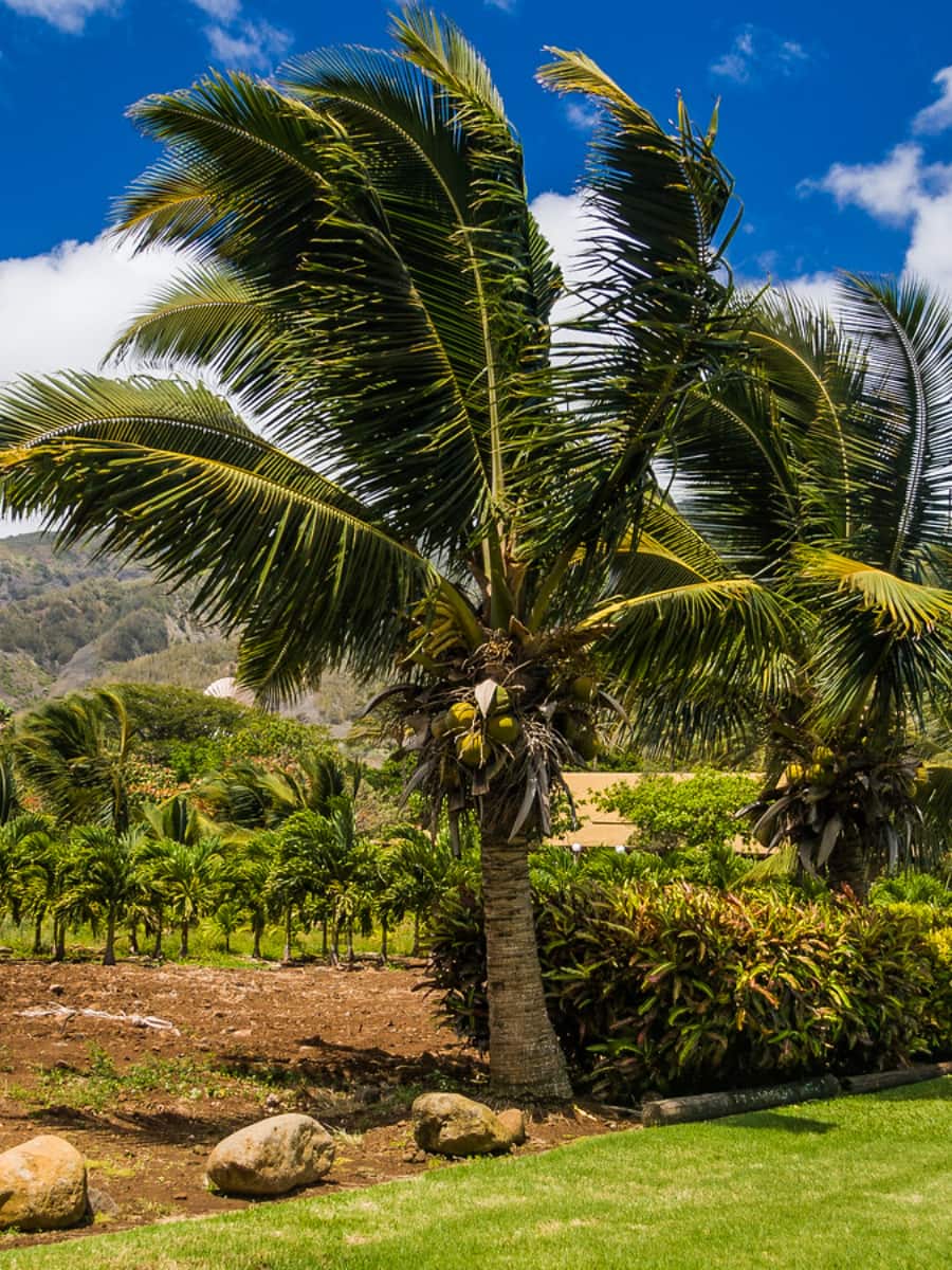Maui Tropical Plantation, Maui Maui Tropical Plantation, Maui
