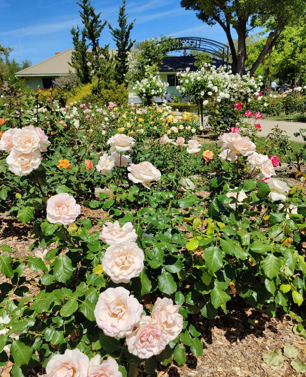 McKinley Playground and Rose Garden Sacramento McKinley Playground and Rose Garden Sacramento