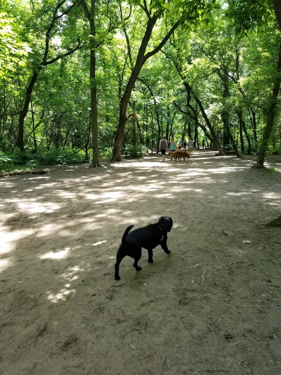 Minnehaha Dog Area Minneapolis Minnehaha Dog Area Minneapolis