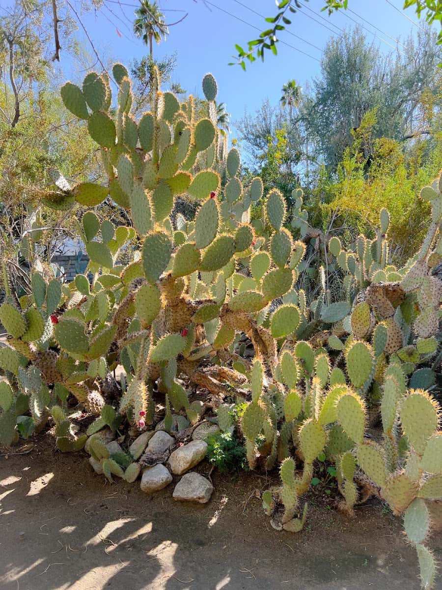 Moorten Botanical Garden and Cactarium, Palm Springs Moorten Botanical Garden and Cactarium, Palm Springs