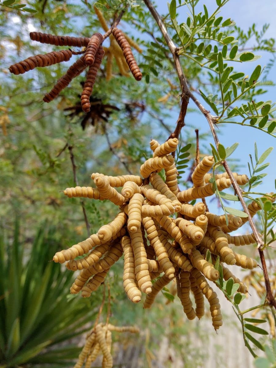 Moorten Botanical Garden and Cactarium, Palm Springs Moorten Botanical Garden and Cactarium, Palm Springs