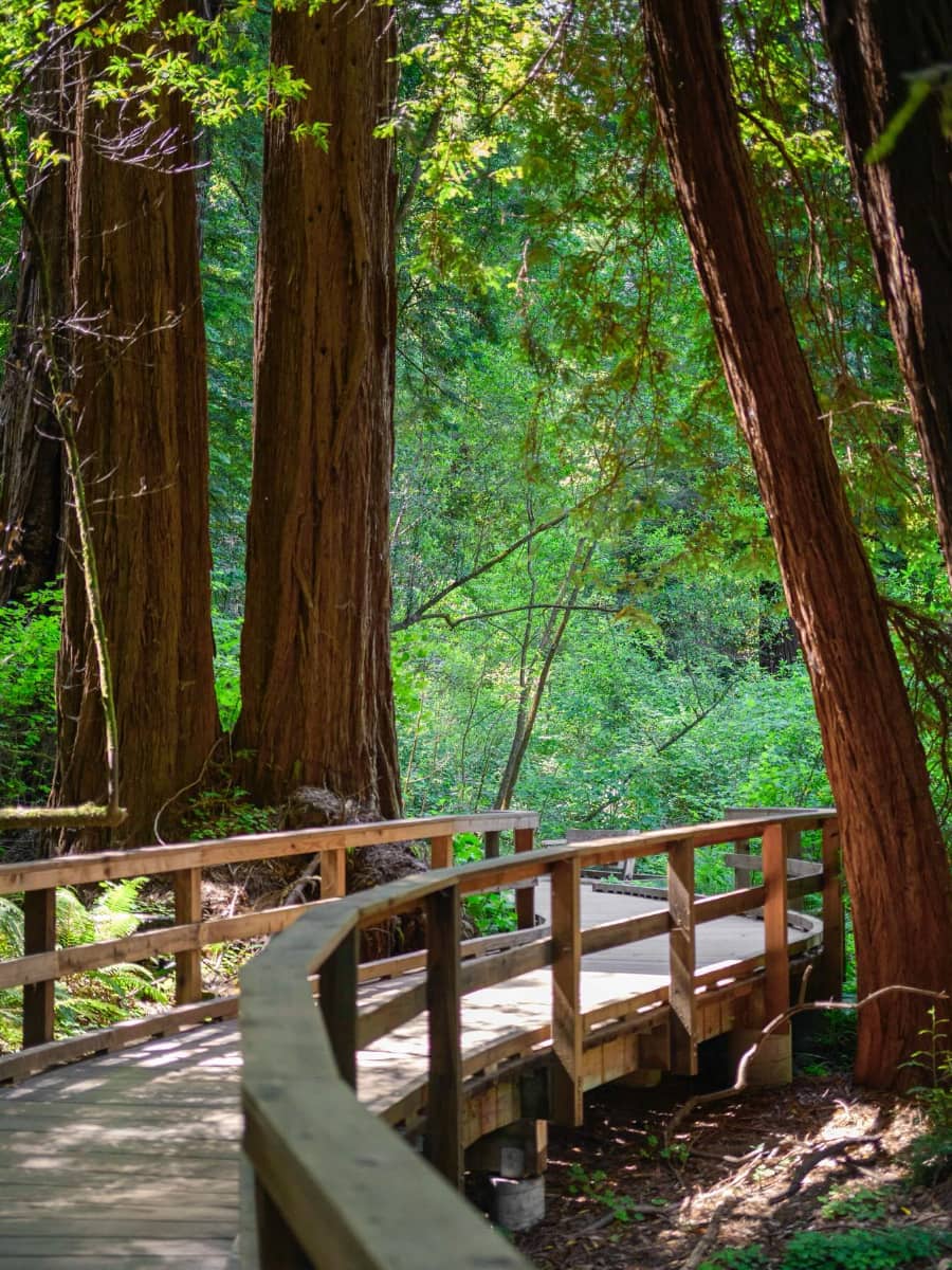 Muir Woods National Monument, California
