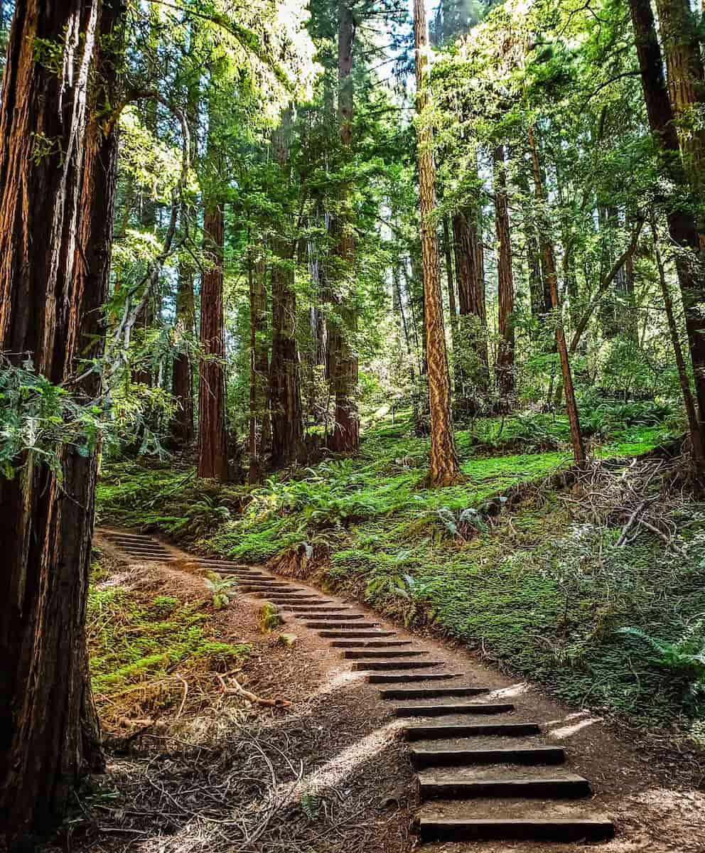 Muir Woods National Monument, San Francisco Muir Woods National Monument, San Francisco