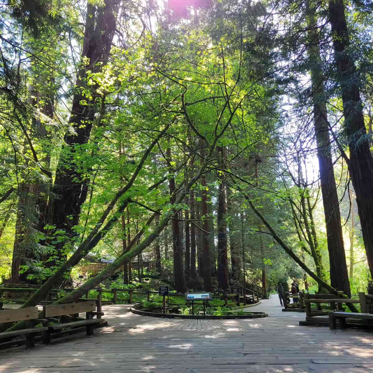 Muir Woods National Monument, San Francisco Muir Woods National Monument, San Francisco