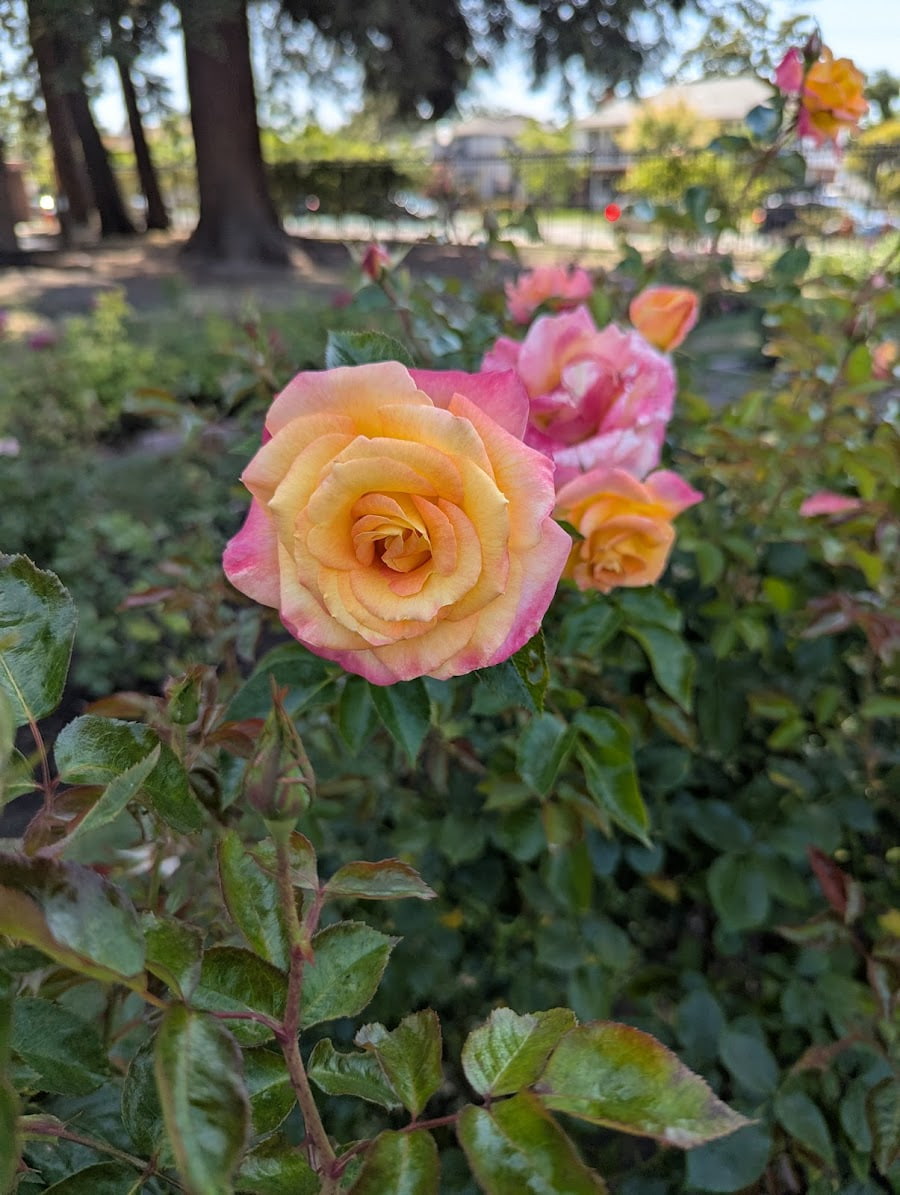Municipal Rose Garden, San Jose, USA Municipal Rose Garden, San Jose, USA