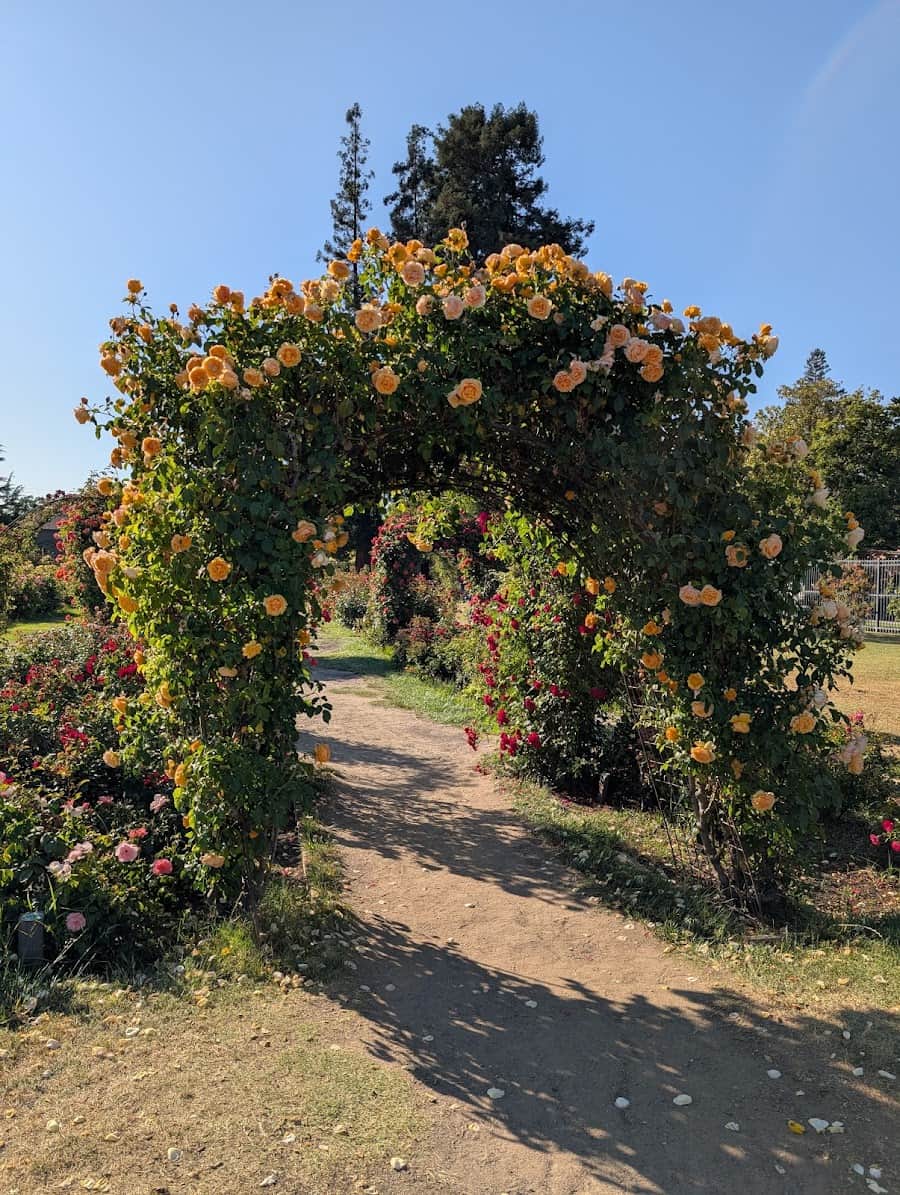 Municipal Rose Garden, San Jose, USA Municipal Rose Garden, San Jose, USA