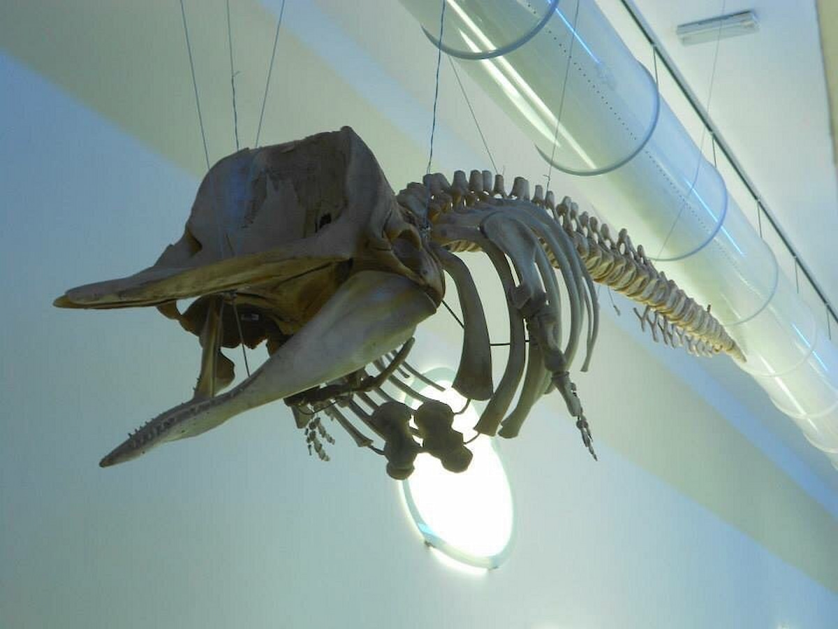 Museo del Mare, Pescara Museo del Mare, Pescara