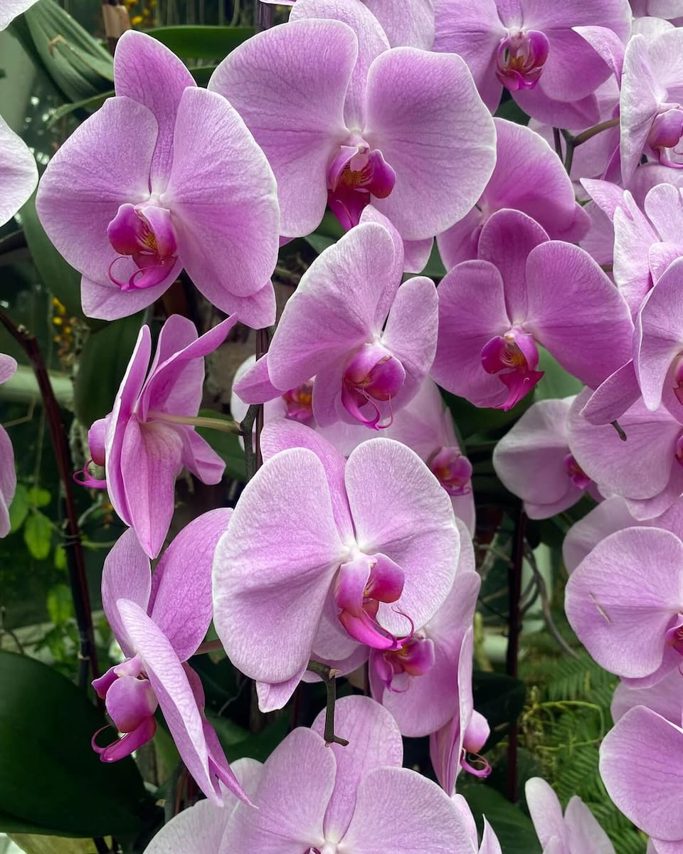 National Orchid Garden, Singapore National Orchid Garden, Singapore