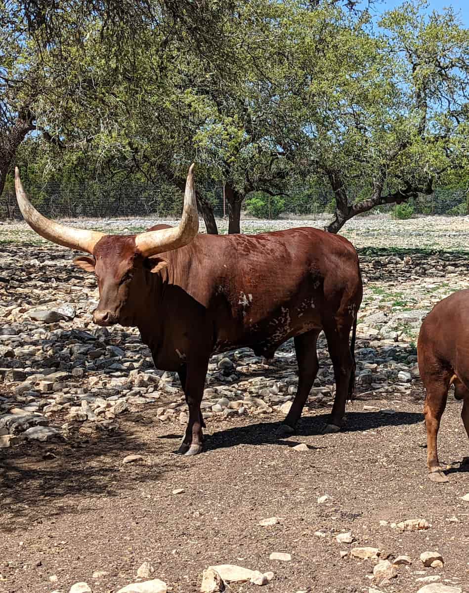 Natural Bridge Wildlife Ranch, San Antonio Natural Bridge Wildlife Ranch, San Antonio