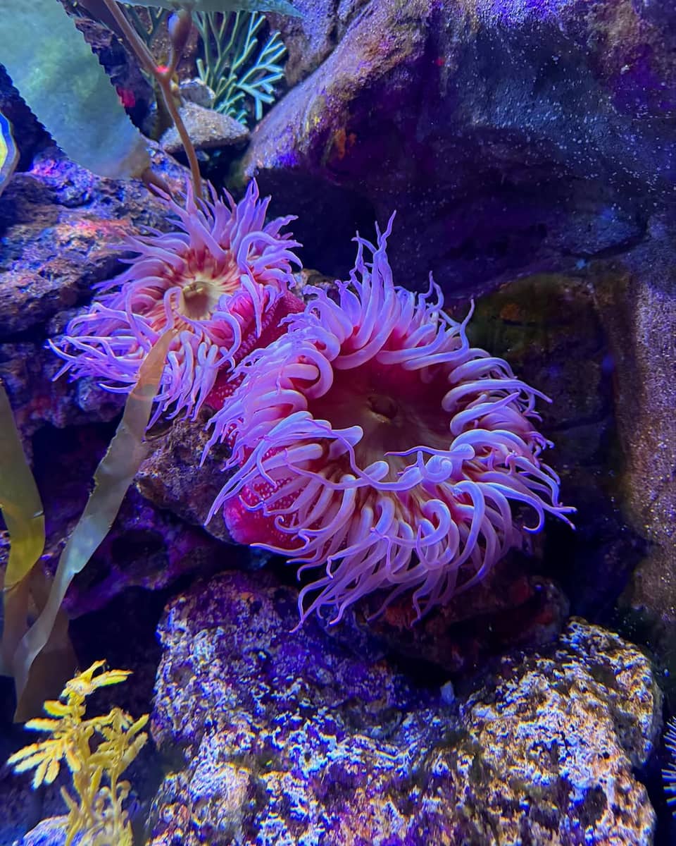 Newport Aquarium, Cincinnati Newport Aquarium, Cincinnati