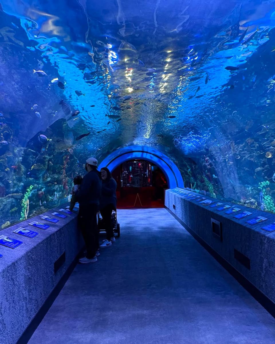 Newport Aquarium, Cincinnati Newport Aquarium, Cincinnati