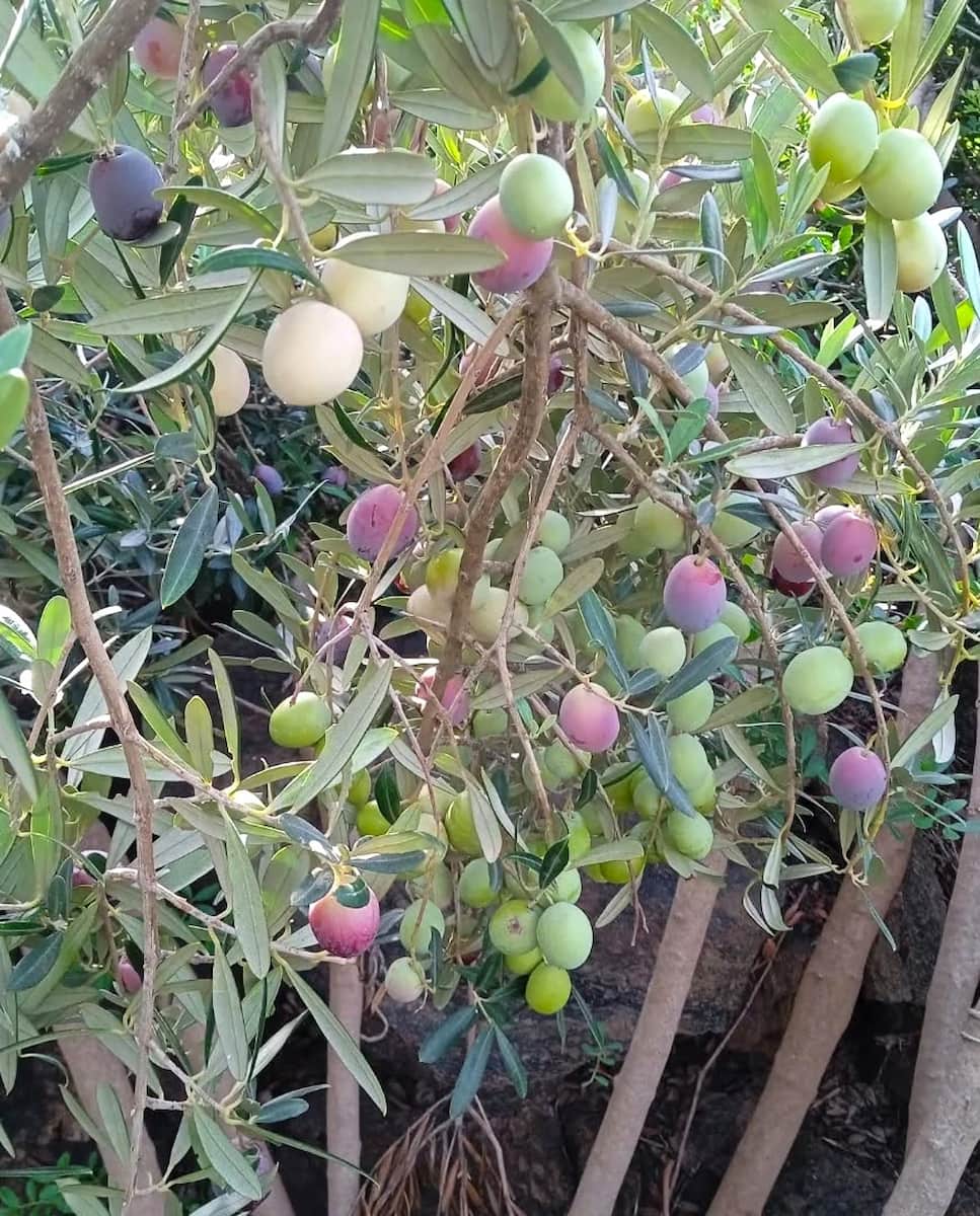 Olive Harvest Tropea Olive Harvest Tropea