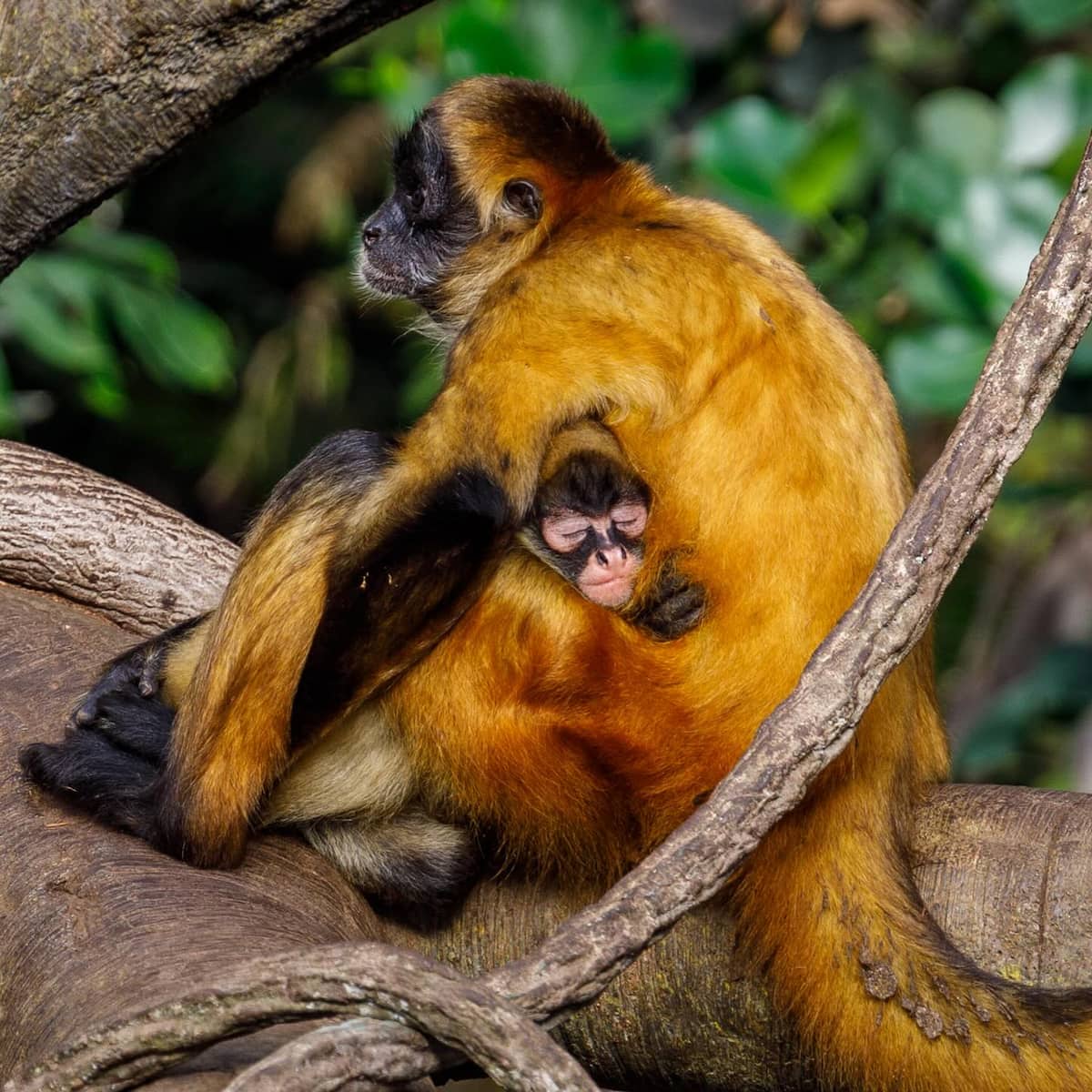 Omaha's Henry Doorly Zoo, Omaha Omaha's Henry Doorly Zoo, Omaha